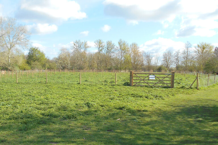 Country Park Maze, Ely