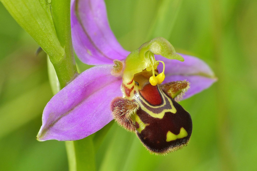 Bee Orchid